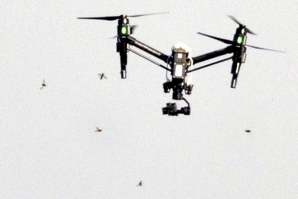 Sur l’île de Jersey, les frelons n’hésitent pas à attaquer les drones trop curieux